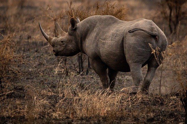 one horned rhino